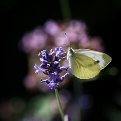 Macro shot of a cabbage white butterfly on a lavender flower