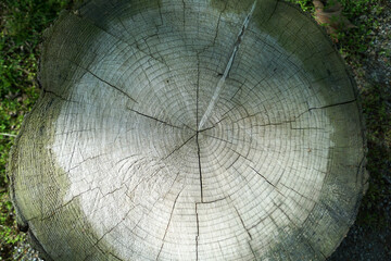 cerchi concentirci di tronco di albero tagliato