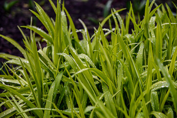 green grass with dew drops