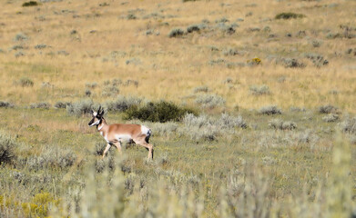Colorado Male Pronghorn In The Sage Brush