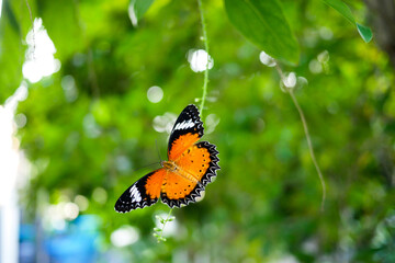 Fototapeta na wymiar Closeup butterfly on flower (Common Monarch butterfly)