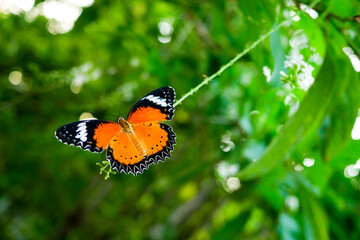 Closeup butterfly on flower (Common Monarch butterfly)