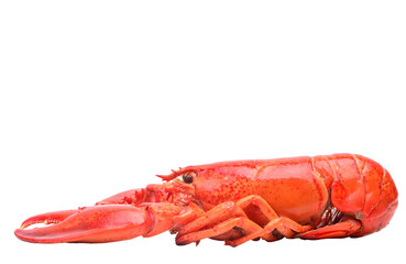Lobster isolated on white