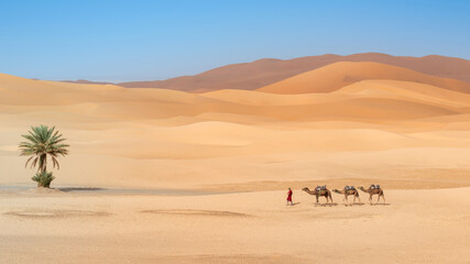 Unidentified Berber men leading a camel caravan across sand dunes in Sahara Desert, Morocco - obrazy, fototapety, plakaty
