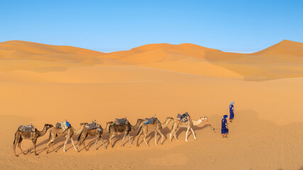 Fototapeta na wymiar Two unidentified Berber men leading a camel caravan across sand dunes in Sahara Desert, Morocco
