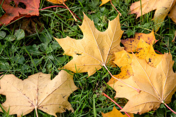Yellow and red maple leaves in long green grass. Autumn and weather