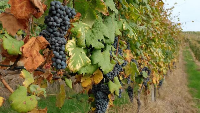 bunches of grapevines. grapevine. Italian vineyard. viticulture. Big bunches of red juicy ripe grapes are hanging on a vine, in sunlight. grapevine foliage faded in the hot sun. Grape Growing. grape