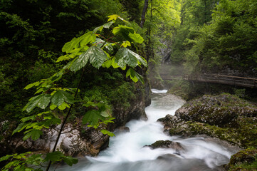 Obraz premium waterfall in the forest
