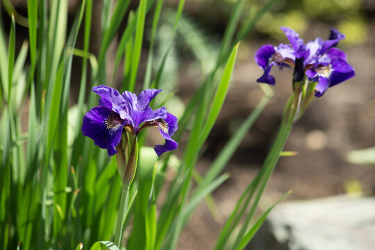 Blue siberian iris in spring garden. Group of blooming Siberian irises (iris sibirica) in the garden