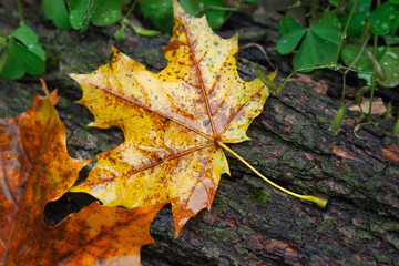 Naklejka na ściany i meble Yellow leaf. Wet fallen maple leaf. Fading leaf close-up. Selective focus
