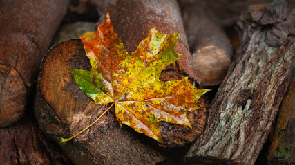 Wet maple leaf. Yellow fallen leaf. Fading leaf close-up. Selective focus