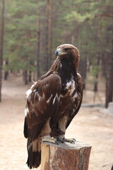 portrait of a eagle
