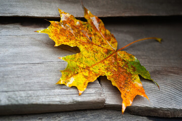 Naklejka na ściany i meble Wet maple leaf. Colorful fallen leaf. Withering leaf close-up. Wooden surface. Soft focus