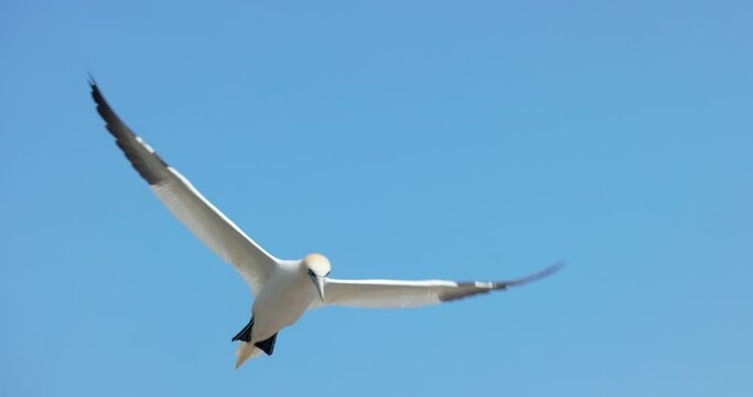 Experience the enchanting world of Northern Gannet birds as they exhibit their natural behavior in stunning 4K slow motion.
