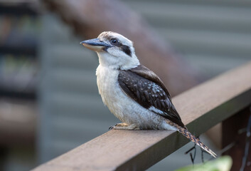 Close up of a laughing Kookaburra perched in natural native habitat