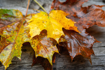 Wet leaf. Colored fallen leaf. Bouquet of wilting leaf close-up in rustic style. Soft focus