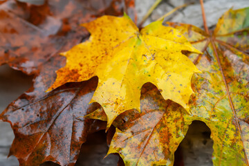 Wet maple leaf. Colored fallen leaf. Bouquet of wilting leaf close-up in rustic style. Selective focus
