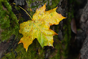 Wet maple leaf. Colored fallen leaf. Fading leaf close-up. Country style. Rainy weather. Selective focus