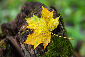 Wet maple leaf. Colored fallen leaf. Fading leaf close-up. Village style. Rainy weather. Selective focus