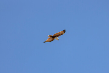 Brahminy kite also known as red-backed sea-eagle seen in flight in natural native habitat, eastern Australia,