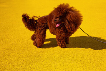A red-brown toy poodle dog on a walk. Toy poodle on the bright yellow background, home pets
