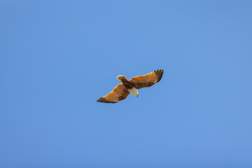 Brahminy kite also known as red-backed sea-eagle seen in flight in natural native habitat, eastern Australia,