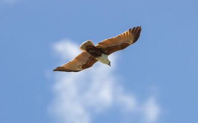 Brahminy kite also known as red-backed sea-eagle seen in flight in natural native habitat, eastern Australia,