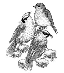 Vector illustration of a waxwings and a robin on a snowy rowan branch in engraving style