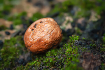 Wet walnut. Wet dirty walnut on green moss. Country style. Rainy weather. Selective focus