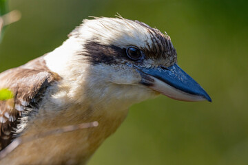 Close up of a laughing Kookaburra perched in natural native habitat