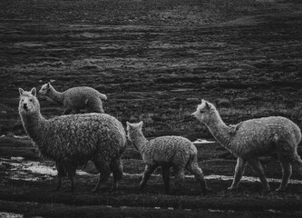 llama in the wild, Alpaca in the wild, Alpaca, 