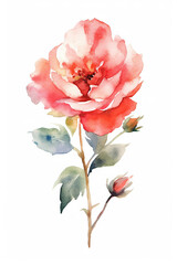 Rose flower watercolor clipart isolated on white background