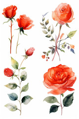 Obraz premium Rose flower watercolor clipart isolated on white background