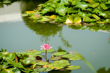 water lilies in the pond, lotus flower in a garden in lanzarote, spain
