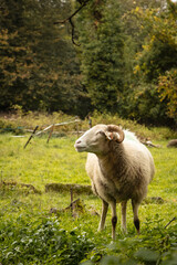 Obraz premium sheep grazing in the field in autumn in Satão Portugal