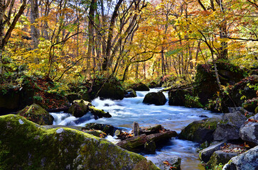 Autumn forest path in Oirase river is a river located in Aomori Prefecture of Japan.