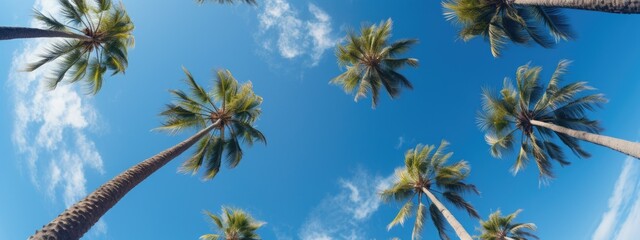 Palm trees against the blue sky with clouds banner