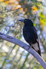 Pied Currawong black bird perched in natural native habitat, New South Wales, Australia