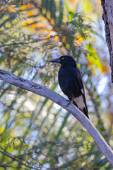 Pied Currawong black bird perched in natural native habitat, New South Wales, Australia