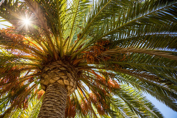 Cima di palma tropicale
