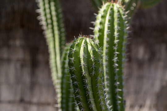 Cactus tropicale