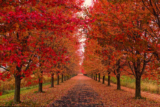 Red maple tree lined driveway in autumn in Eastern Ontario, Canada