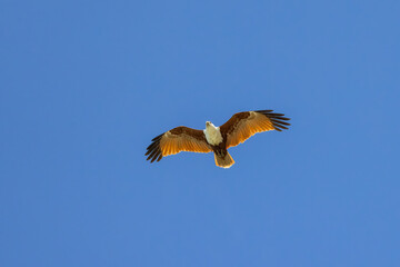 Brahminy kite also known as red-backed sea-eagle seen in flight in natural native habitat, eastern Australia,