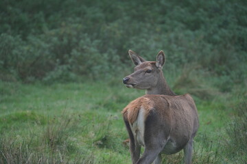 Red Deer located in Tatton Park, Cheshire