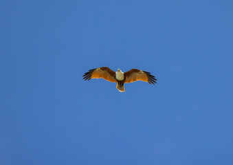 Brahminy kite also known as red-backed sea-eagle seen in flight in natural native habitat, eastern Australia,