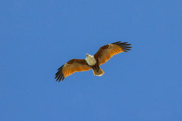 Brahminy kite also known as red-backed sea-eagle seen in flight in natural native habitat, eastern Australia,