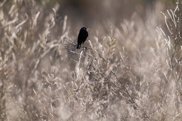 Spectacled Tyrant  in Pampas wetland, La Pampa Province, Patagonia, Argentina.