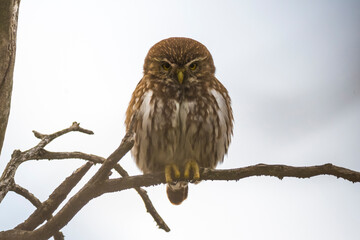 Ferruginous Pygmy owl, Glaucidium brasilianum, Calden forest, La Pampa Province, Patagonia, Argentina.