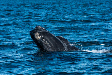 Fototapeta premium Sohutern right whale whale breathing, Peninsula Valdes, Patagonia,Argentina