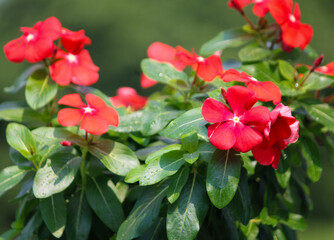 Beautiful red vinca flower blooming in the garden,Beautiful bright red Vincas (Catharanthus roseus) blooming in the garden. Selective focus on the flowers in the foreground.